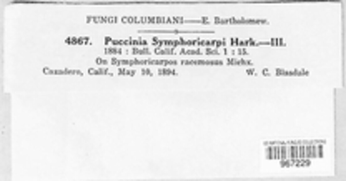 Puccinia symphoricarpi image